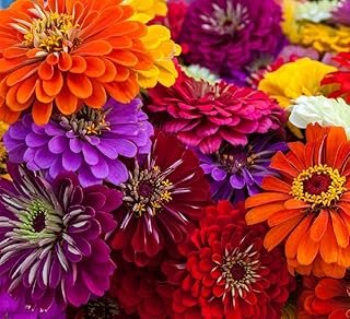 Zinnia Seeds for Planting – Non-GMO Heirloom Zinnia Flower Seeds – Full ...