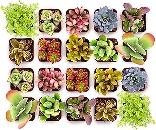 Shop Succulents Endless Summer Succulent Pack Collection - Live Mini Suc...